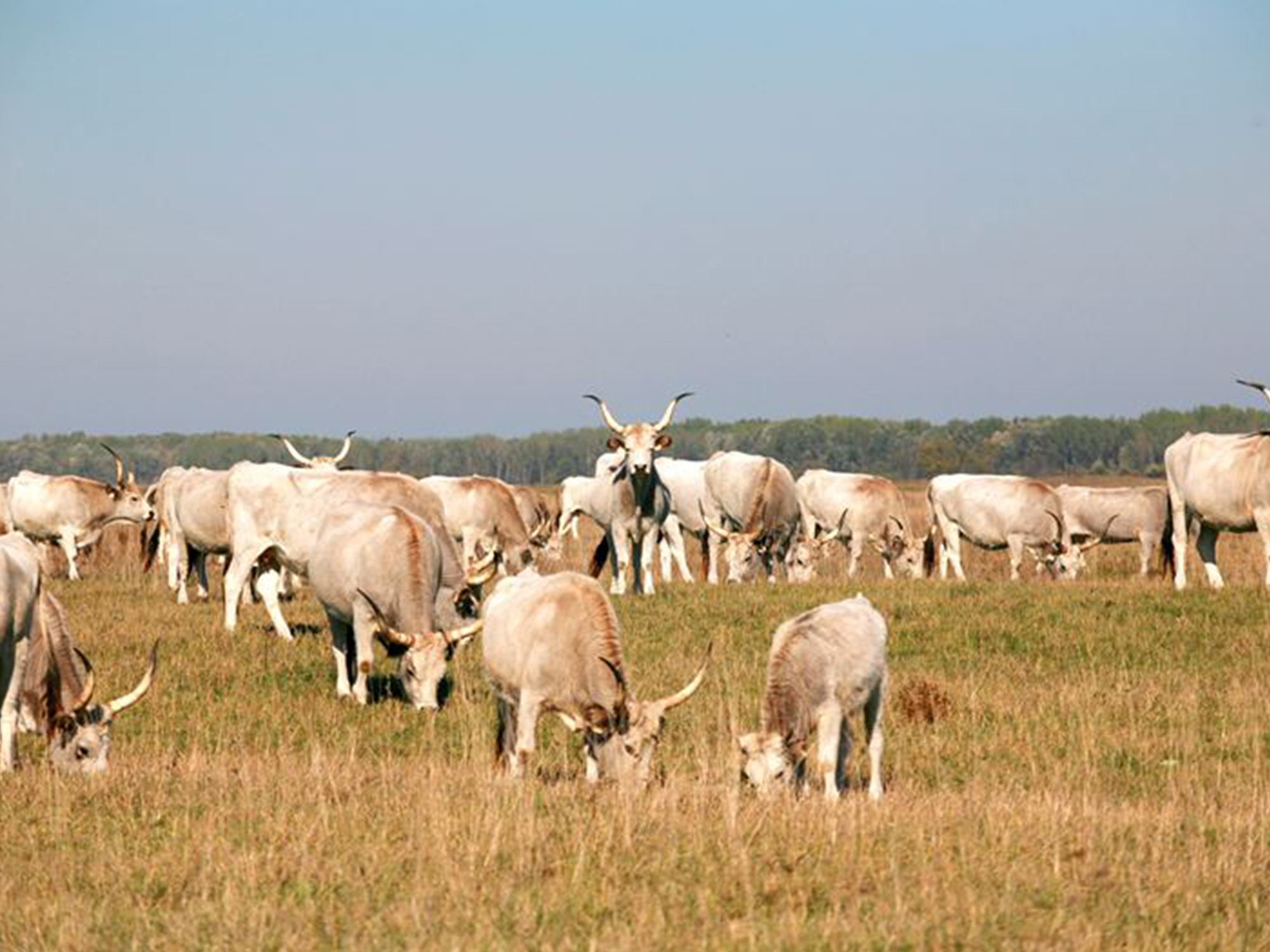 blog-body-magyar-puszta-varazsa